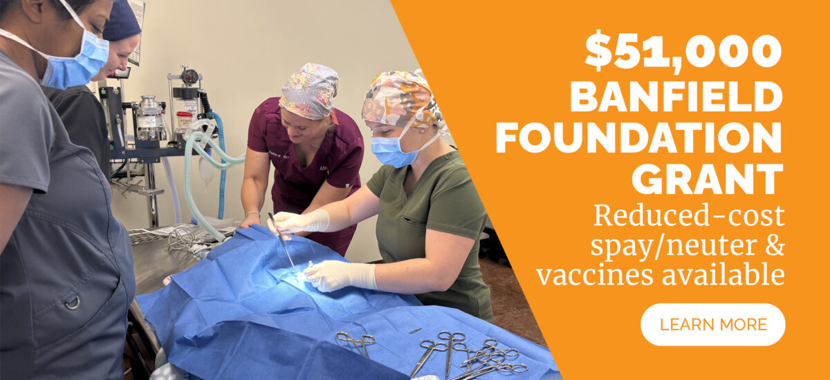 Affordable Spay/Neuter Services Available Now!