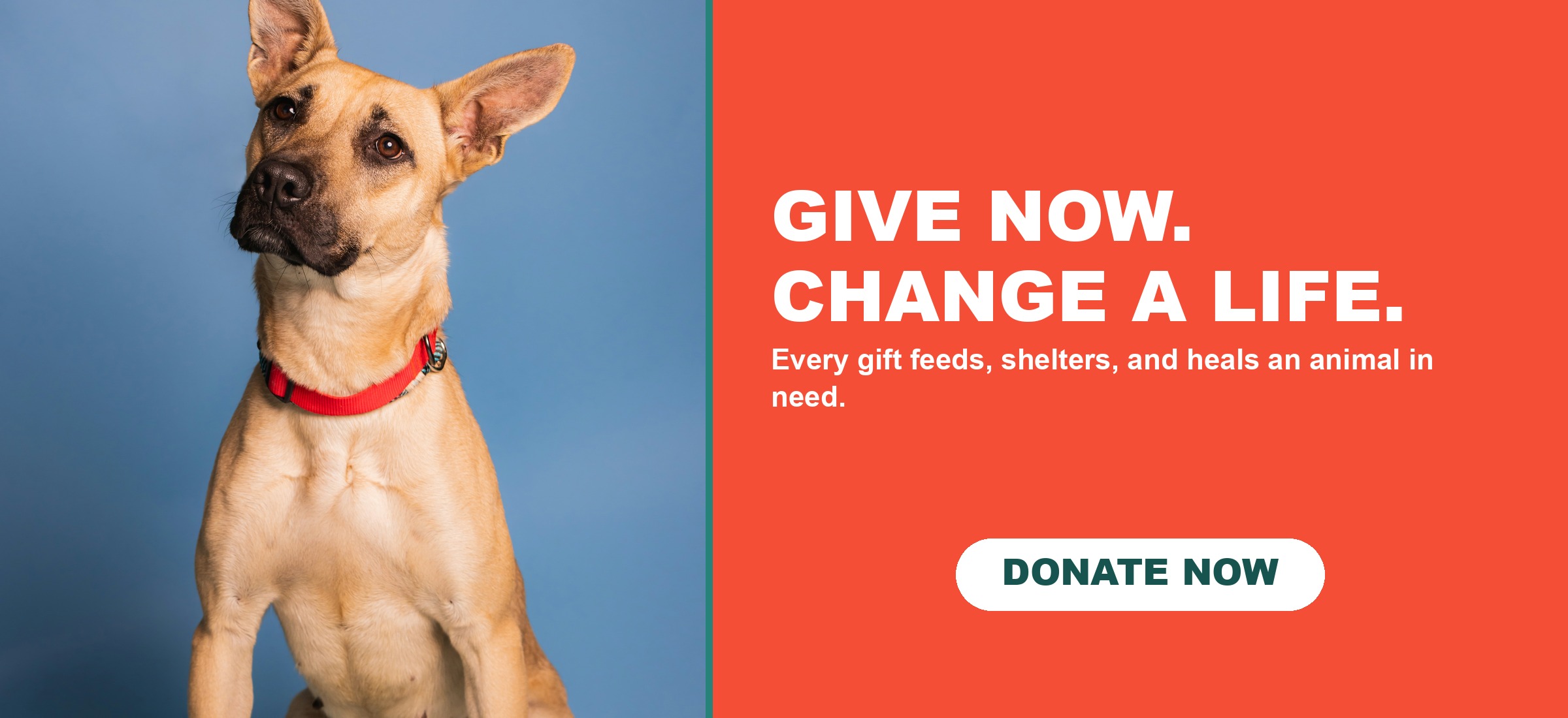 Give Now. Change A Life. Every gift feeds, shelters, and heals an animal in need. Donate to Oktibbeha County Humane Society.